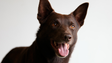 reddog